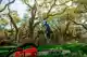 About Tree Care service in Hurst, TX