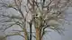 Professional Tree Care service in Hurst, TX
